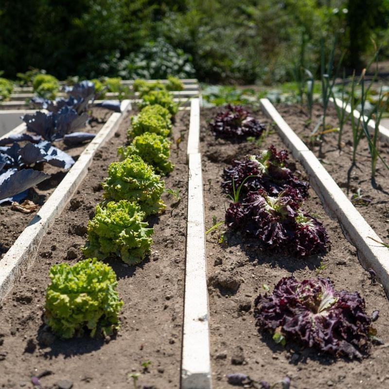 Quinta De Carcavelos Natures Home 阿马兰特 外观 照片